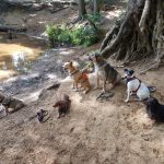 Hundegruppe an Krückau