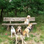 Hundegruppe auf Bank hoch