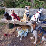 Hundegruppe auf Bank quer