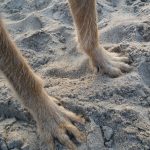 Pfoten am Strand